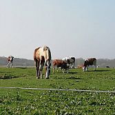 Paardencoaching 