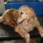 Passie voor Dieren