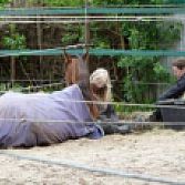 Passie voor Dieren