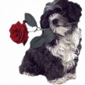 Passie voor Dieren