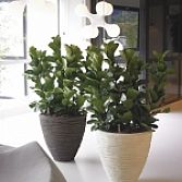 Plantenbakken