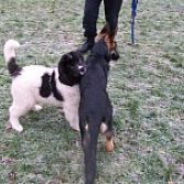 Puppycursus