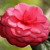 Rode Camellia