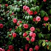 Rode Camellia