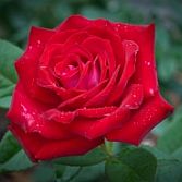 Rode roos grootbloemig