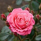 Roze Trosroos Athens