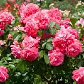 Roze Trosroos Athens