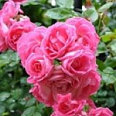 Roze Trosroos Athens