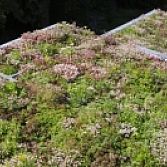 Sedum Plus Rooster