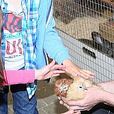 Speeltuin en Kinderboerderij 
