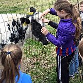 Speeltuin en Kinderboerderij 