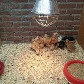 Speeltuin en Kinderboerderij 