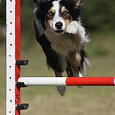 Sportbegeleiding en sportgerichte training