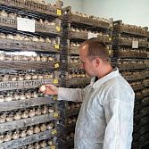 Stekken, Enten, Leliebollen schubben