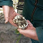Stekken, Enten, Leliebollen schubben