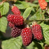 Taybes, Tayberry