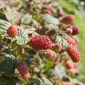 Taybes, Tayberry