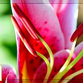 Tuinposter / Spandoek