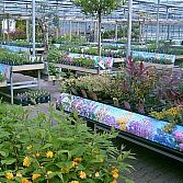 Uw complete, gezellige en overzichtelijke tuincentrum in de regio!