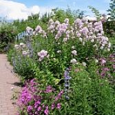 Vaste plantentuin