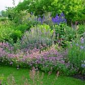 Vaste plantentuin