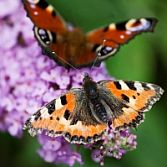 Vlinderstruik Buddleja Davidii