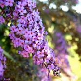 Vlinderstruik Buddleja Davidii