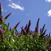 Vlinderstruik Buddleja Davidii