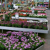 Voorjaars planten uit eigen kwekerij!