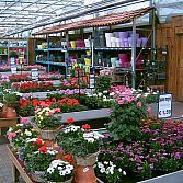 Voorjaars planten uit eigen kwekerij!