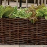 Wilgen plantenbak medium