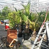 Winterstalling planten,