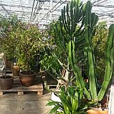 Winterstalling planten,