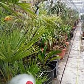 Winterstalling planten,