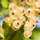 Witte bes Ribes Werdavia