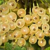 Witte bes Ribes Werdavia