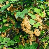 Witte bes Ribes Werdavia