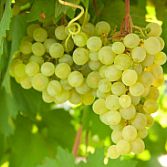 Witte druif Chardonnay Blanc