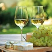 Witte druif Chardonnay Blanc