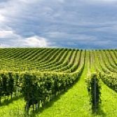 Witte druif Chardonnay Blanc