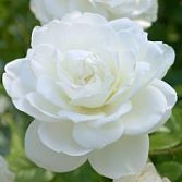 Witte roos grootbloemig