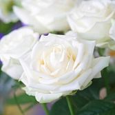 Witte roos grootbloemig