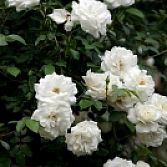 Witte roos grootbloemig