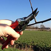 Workshop hoogstam fruitbomen snoeien 