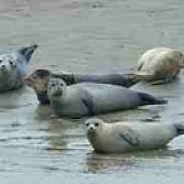 Zeehonden tochten