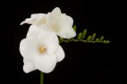 Penning Freesia B.V.
