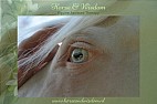 Horse & Wisdom - Equine Assisted Therapy