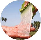 Webshop Aloe4ever.nl