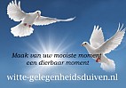 Witte gelegenheids duiven