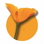 Bloesem Remedies Nederland